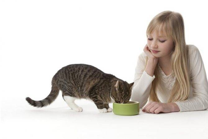 Гипоаллергенные корма для кошек: 15 влажных и сухих продуктов с описанием