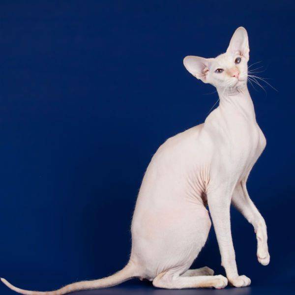 Петерболд: всё про породу кошек, фото, цена котёнка