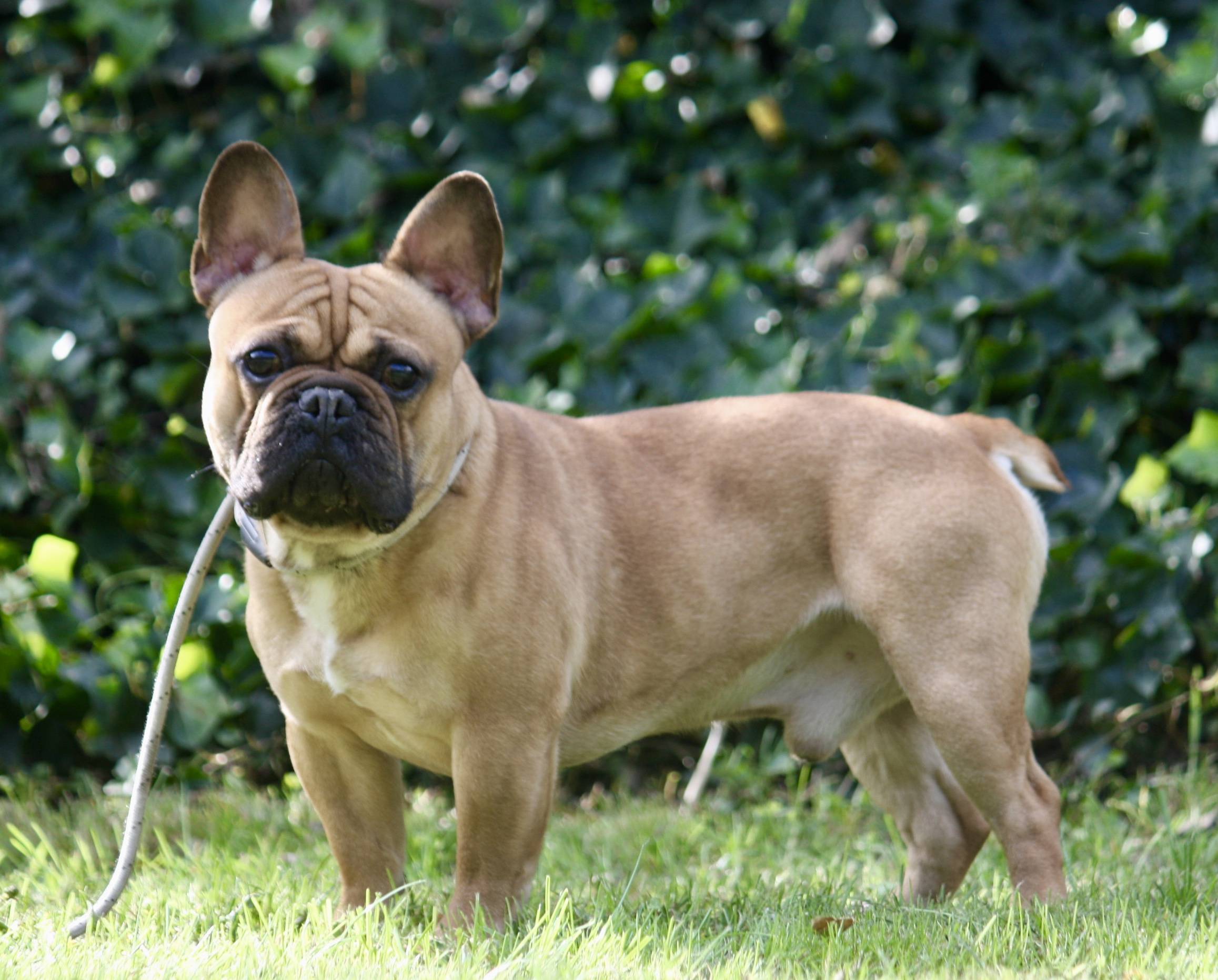 Разновидности собак породы бульдог с описанием — немецкий и французский