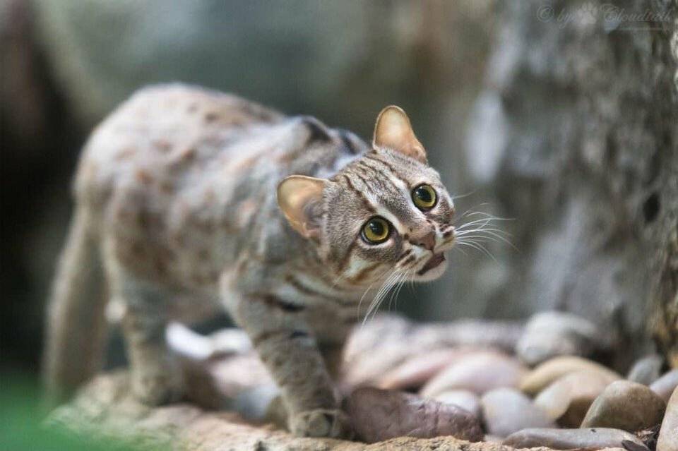 Самые маленькие дикие кошки планеты: описание и фото видов