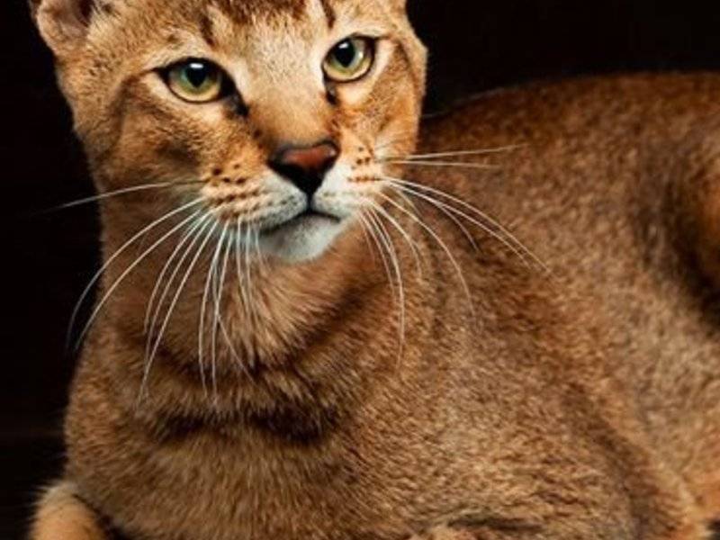Камышовый кот: фото с описанием и цена, жизнь в дикой природе и домашних условиях