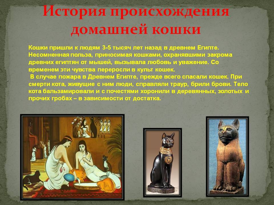 Откуда взялись на земле кошки, от кого они произошли и когда появились, кто является диким предком домашних питомцев?