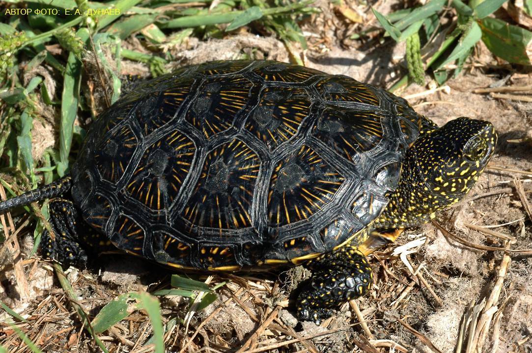 Черепаха - живой танк, особенности вида, образ жизни, размножение рептилий