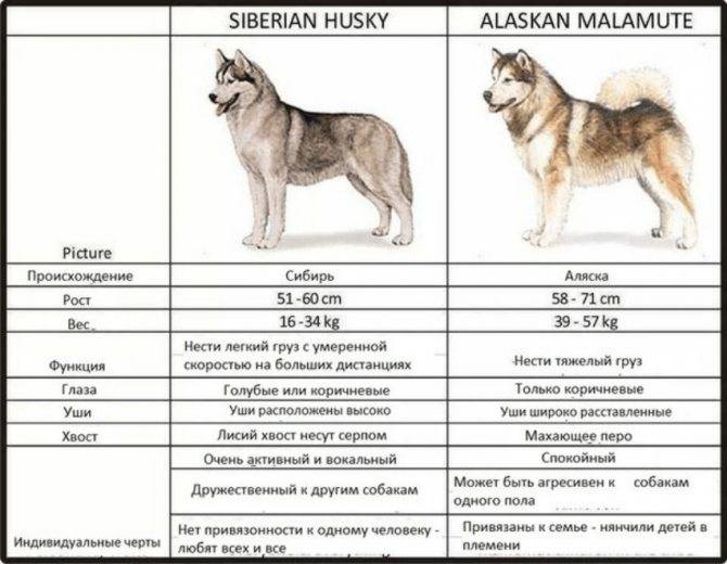 Особенности характера породы собак ховаварт