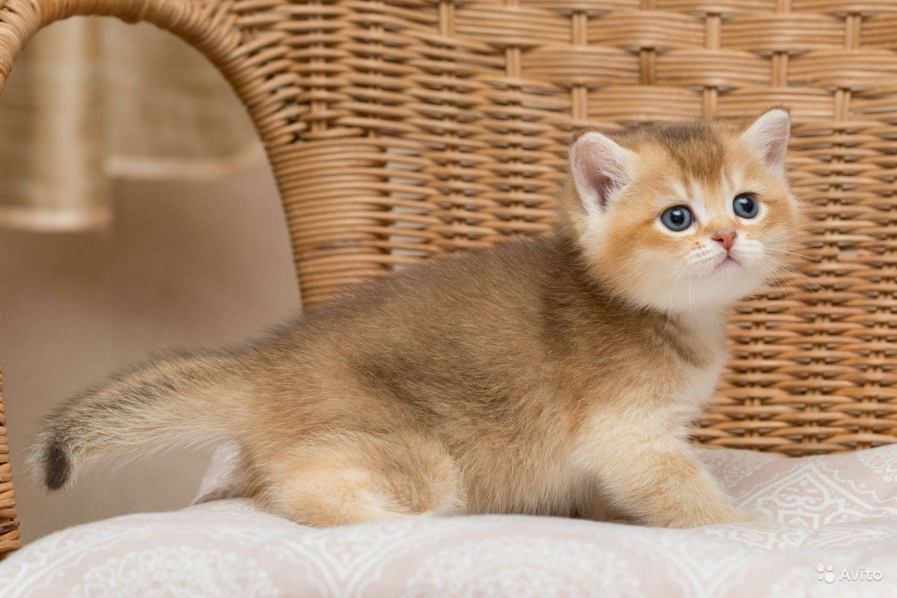 Кошки британские шиншиллы: описание породы, характер, особенности ухода, история