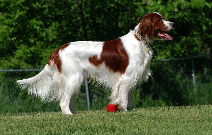 Ирландский красный сеттер - все о собаке от а до я. топ-100 фото чудесной собаки смотрите в статье!