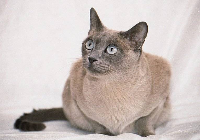 Тонкинские кошки (58 фото): описание котов породы тонкинез, особенности характера котят. цвет глаз тонкинских кошек. правила содержания