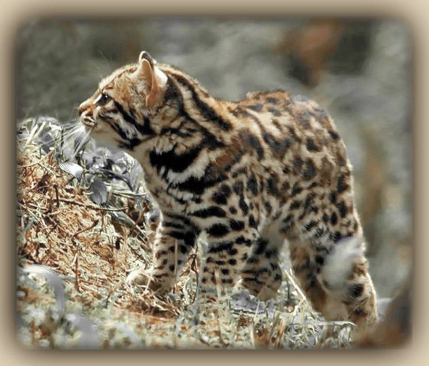 Как выглядят китайская горная порода кошек: подробное описание вида