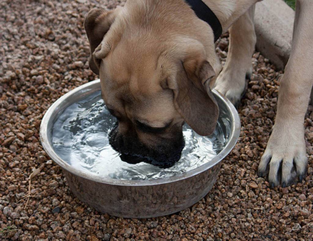 Собака не пьет воду: чем это может быть опасно?