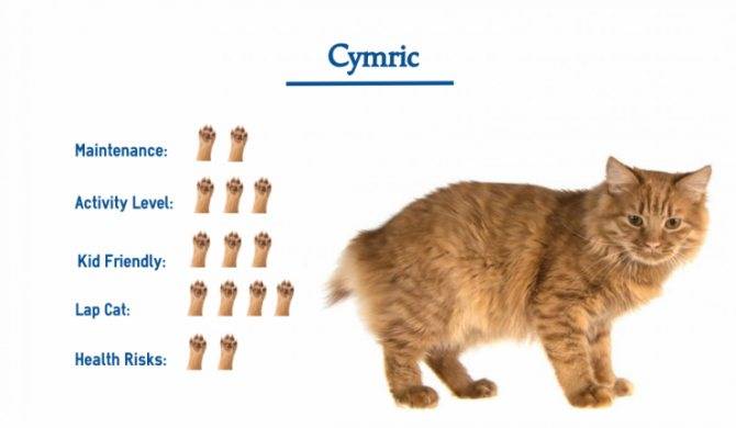Особенности кошек породы кимрик и уход за ними