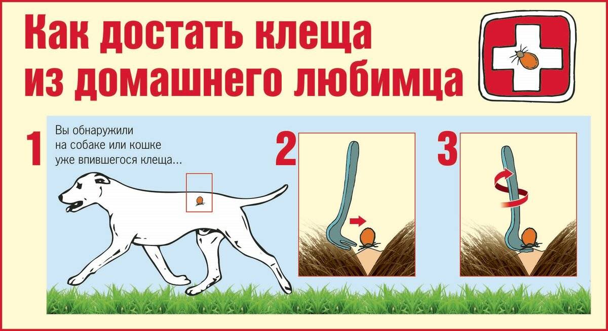 Как вытащить клеща у собаки – pet-mir.ru