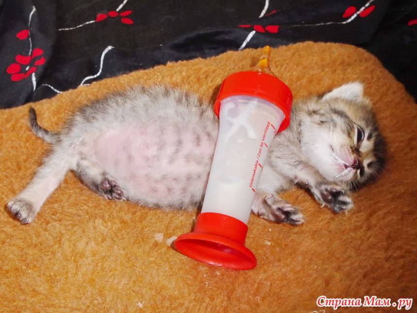 Заменитель кошачьего молока — самые знаменитые смеси и их жирность