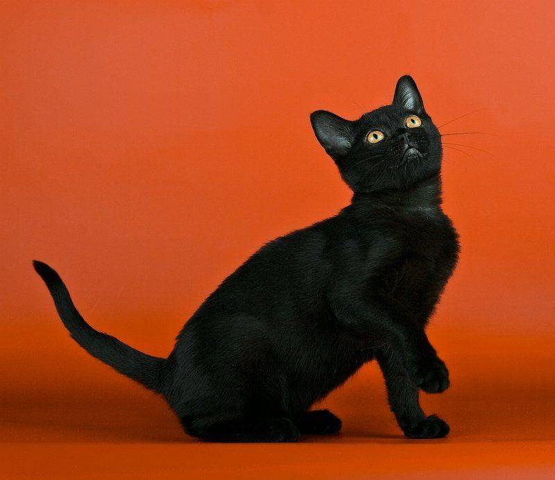 Бомбейская кошка - внешность породы, характер, цена бомбейской кошки