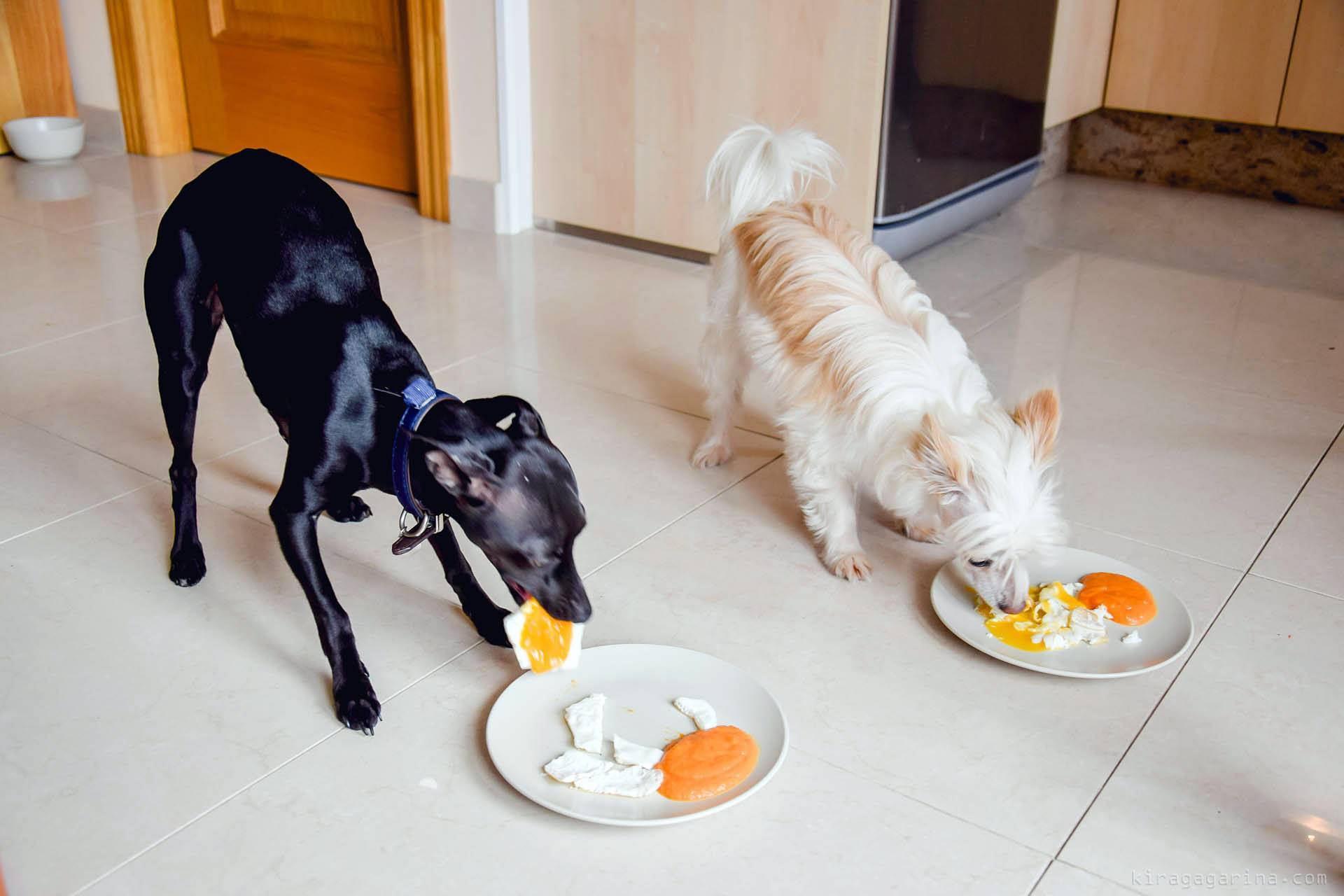 Чем и как правильно кормить взрослую собаку или щенка в домашних условиях, кроме готовых кормов?