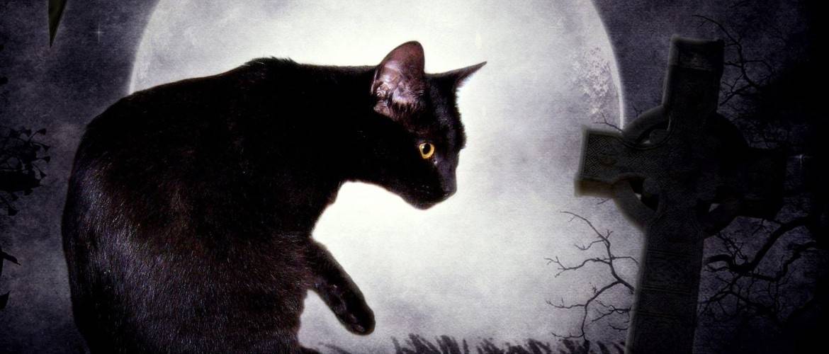 Почему и куда кошки уходят умирать перед смертью