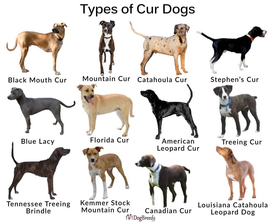 Породы собак средних размеров с фото, названиями и особенностями характера