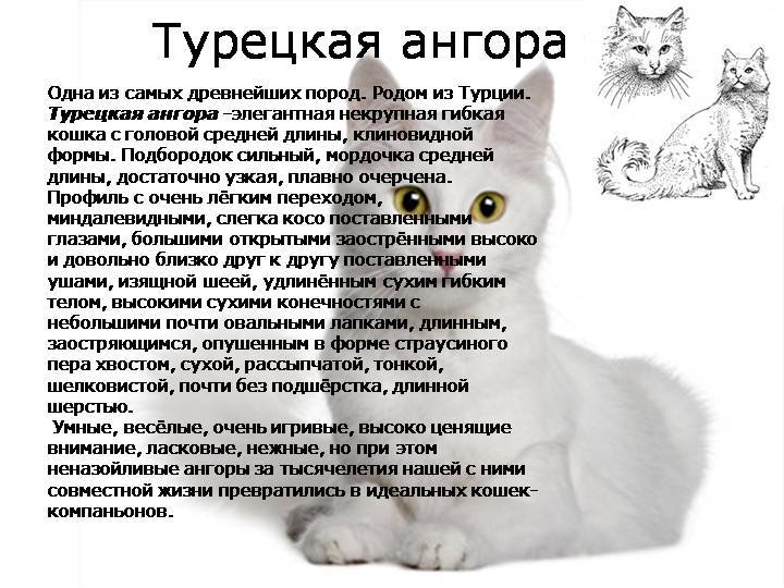 Турецкий ван: описание породы кошек с фото и видео