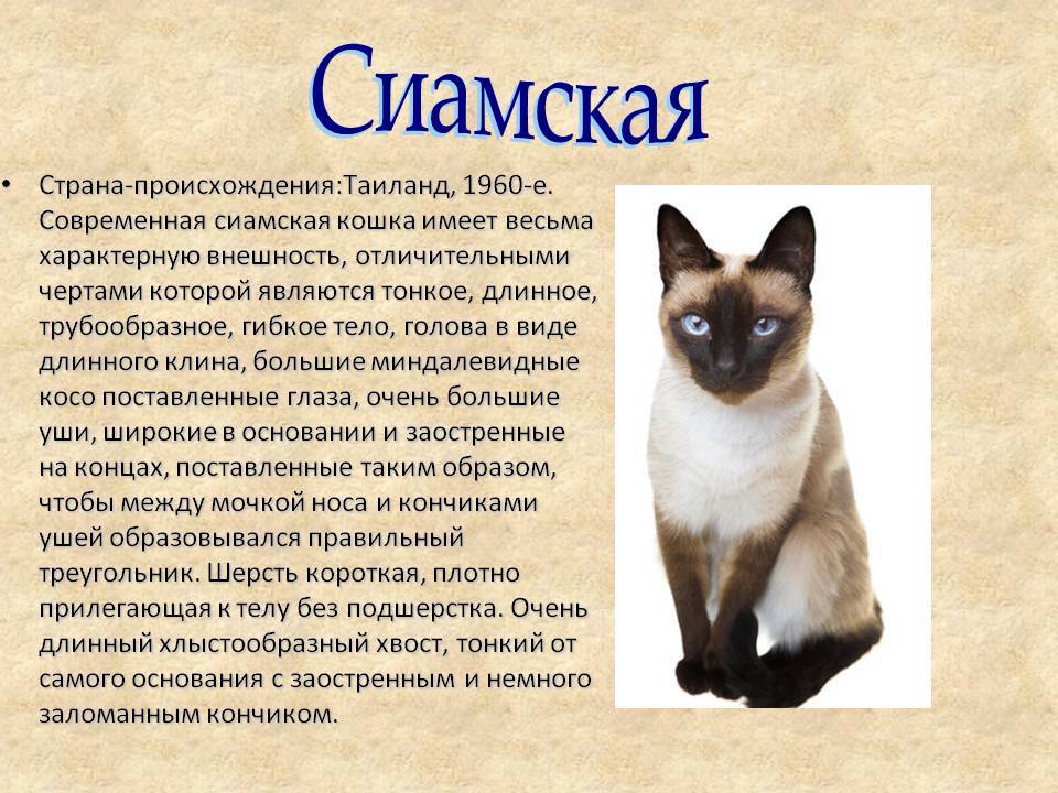 Сиамская кошка: описание внешности и характера породы, уход за питомцем и его содержание, выбор котёнка, отзывы владельцев, фото кота