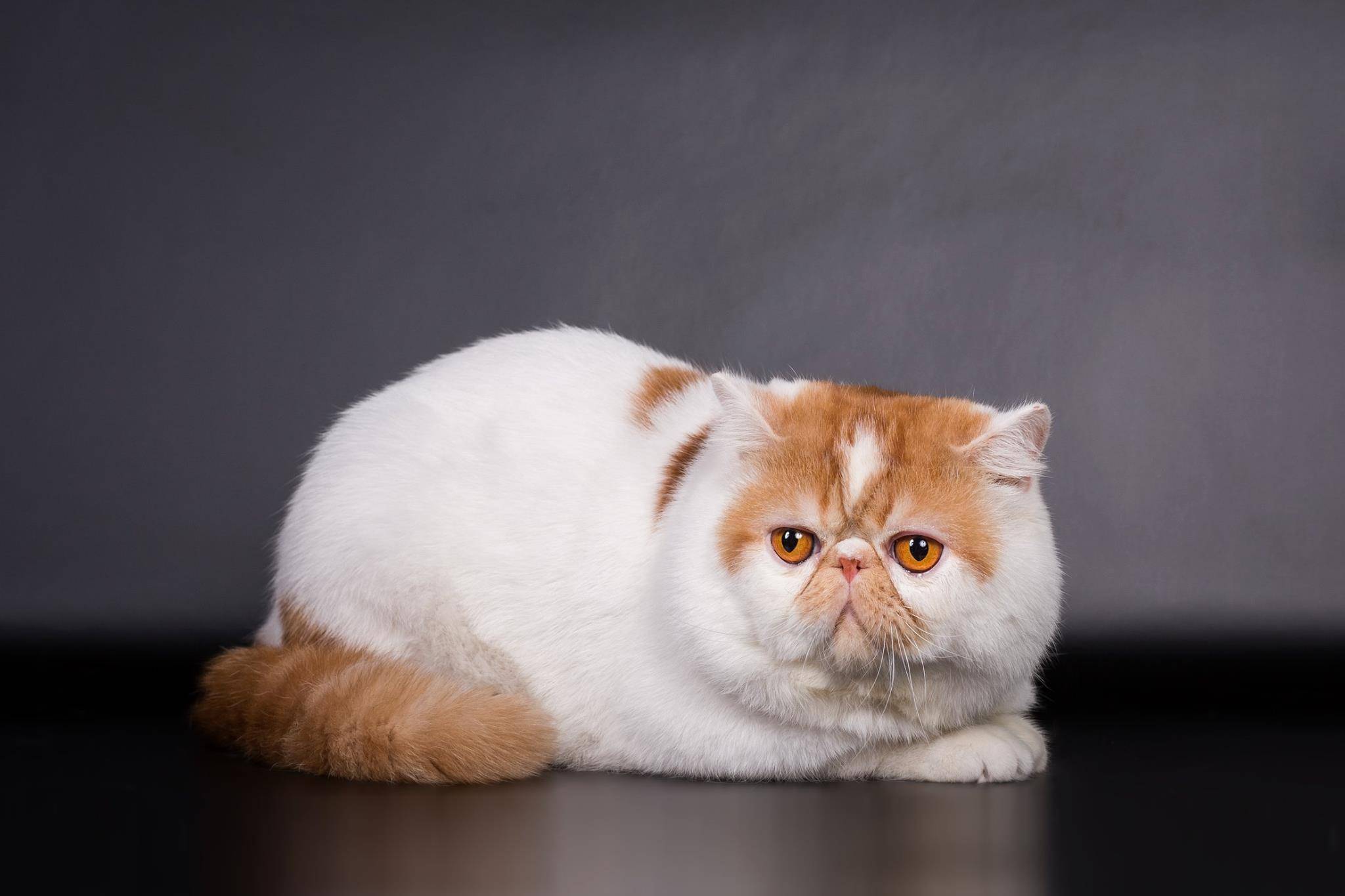 Экзотическая кошка: описание, характер экзота, 30 фото, цена котенка