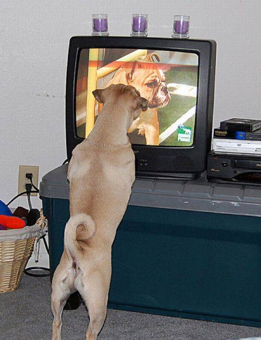 Хорошая компания: почему собаки любят смотреть телевизор