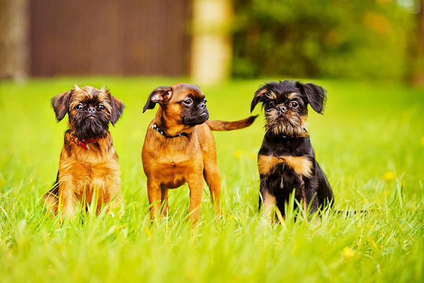 Обзор породы собак пти-брабансон (малый брабансон), отзывы владельцев и фото