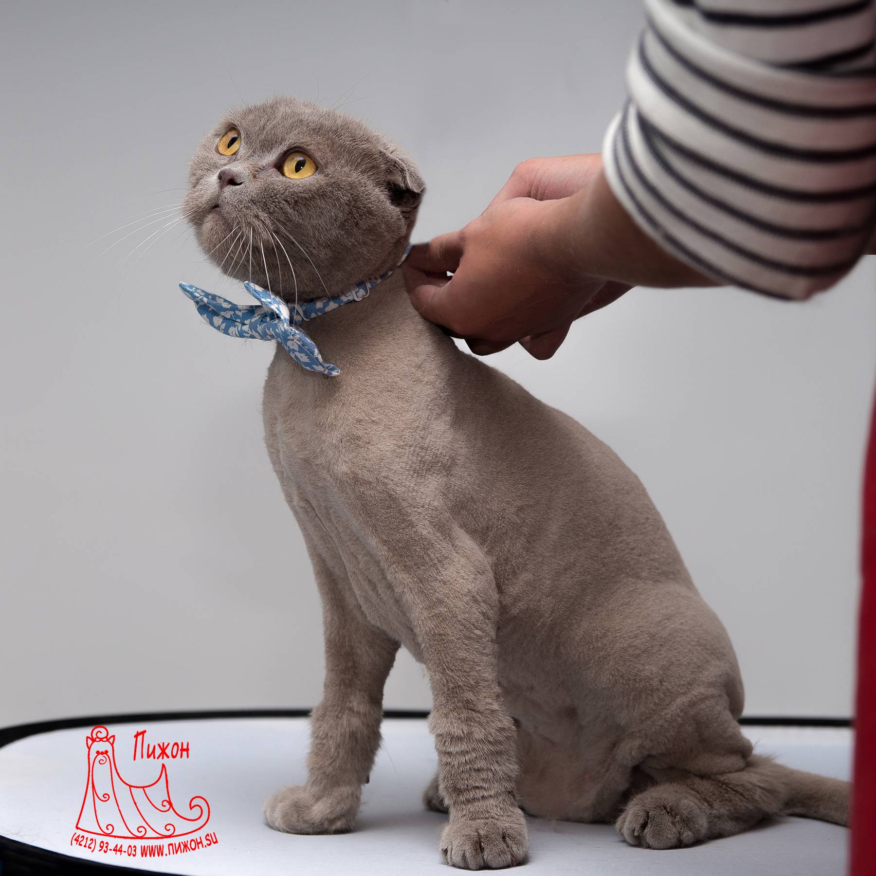 Стрижка кошек (груминг): с фото, цены, как подстричь на дому