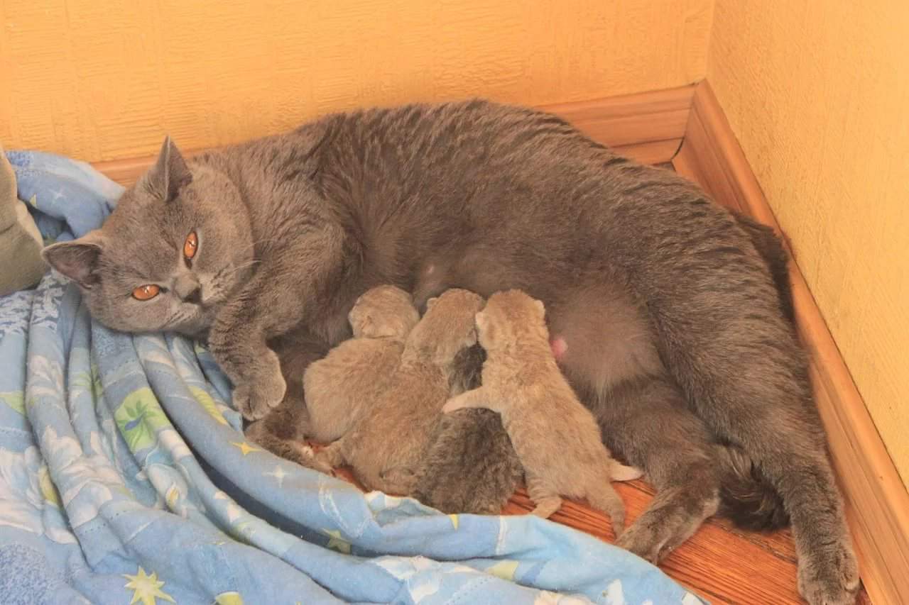 Сколько котят может родить кошка при первых и последуюих родах
