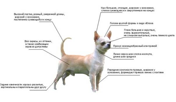 Чихуахуа: рарновидности и основные окрасы собак