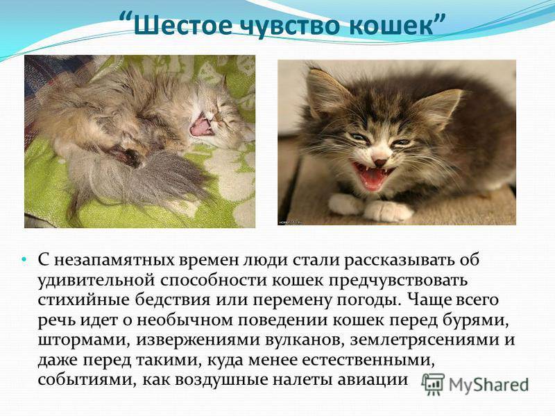 Кот агрессивный - как успокоить и что делать - kotiko.ru