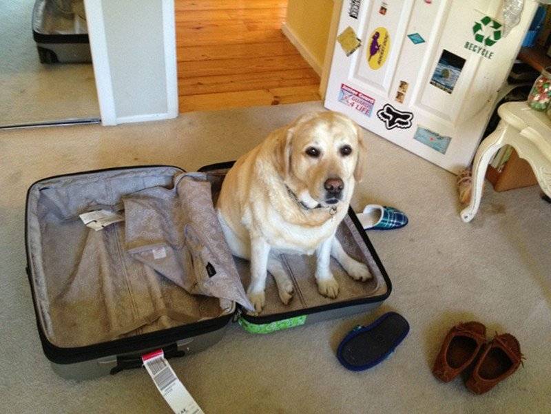 Где и как оставить собаку на время отпуска или внезапного отъезда