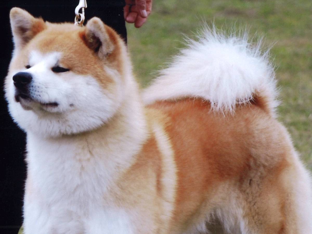 Японские породы собак (77 фото): большие и маленькие собаки рыжего, белого и тигрового окраса, охотничьи и служебные разновидности