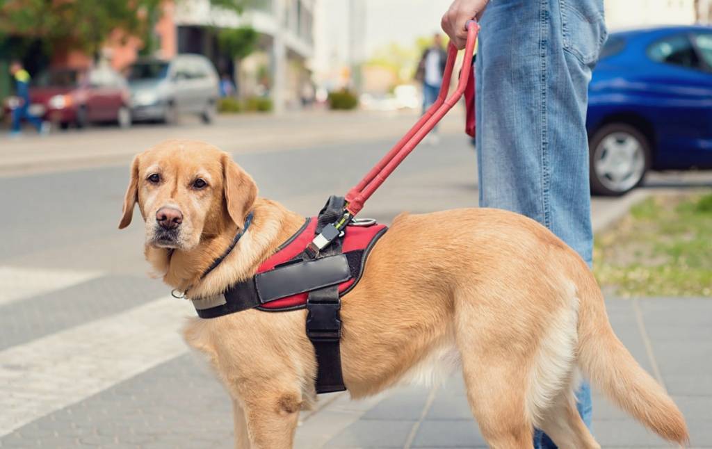 Пёс какой породы может стать поводырём для слепых: названия собак