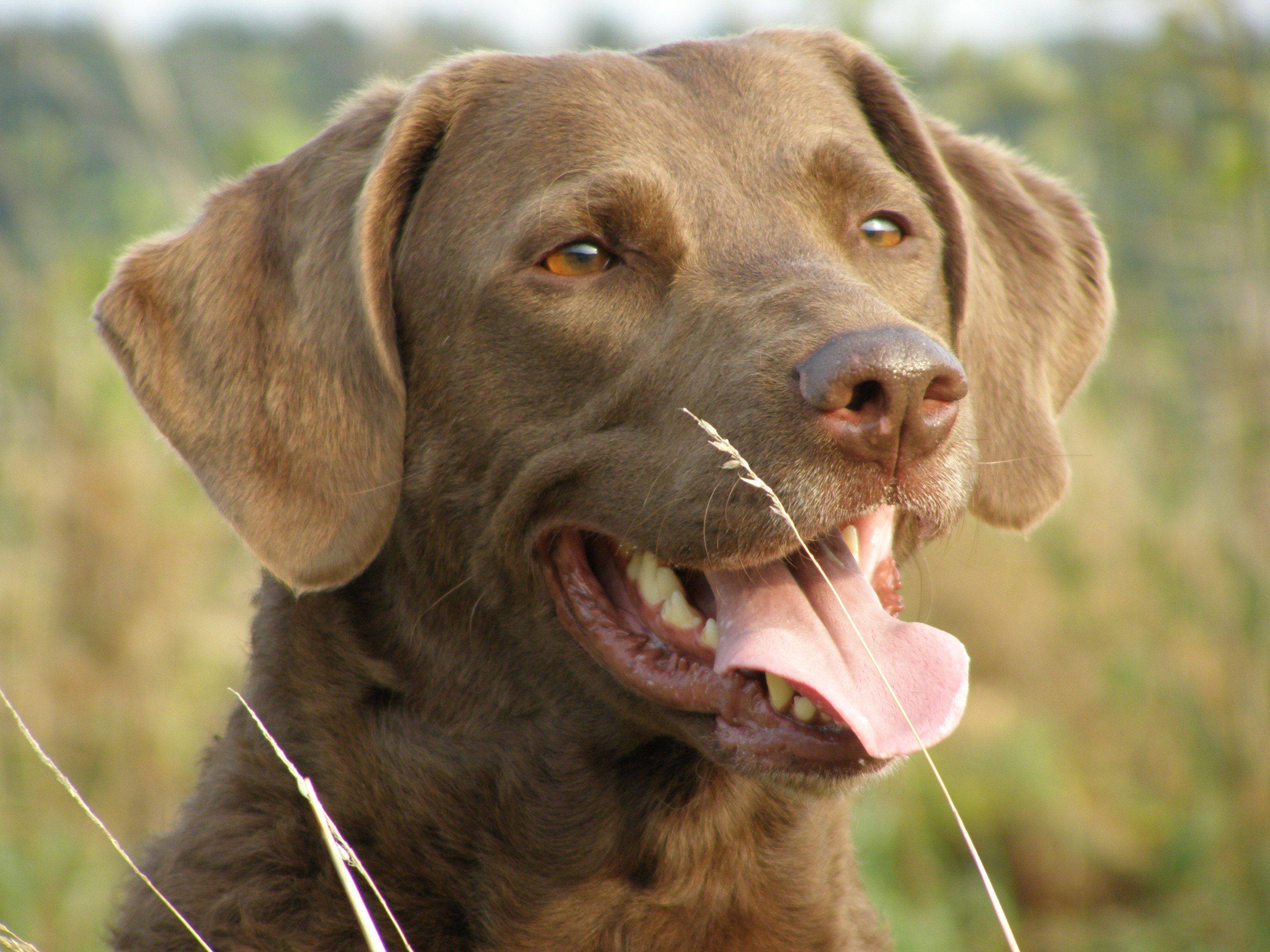 Чесапик-бей-ретривер: фото собаки и описание породы, особенности содержания и ухода