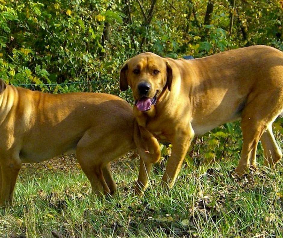 Дратхаар собака. описание, особенности, уход и цена дратхаара | sobakagav.ru