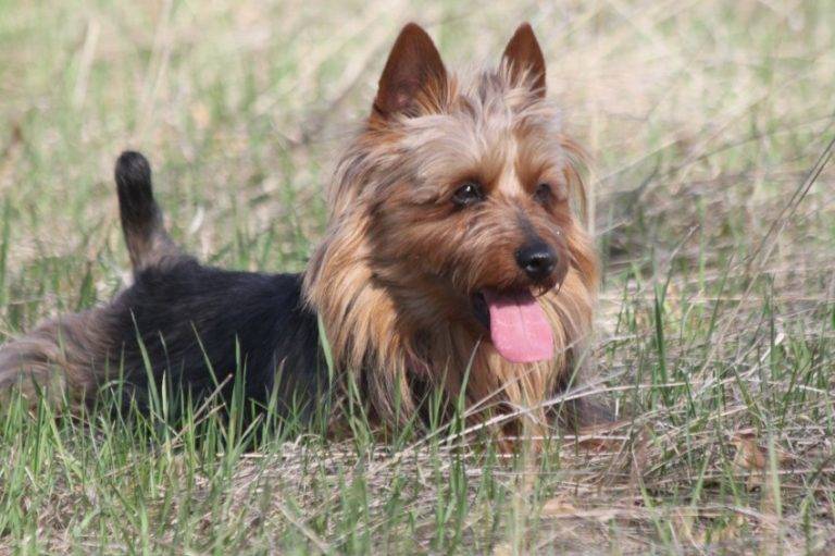 Австралийский терьер: фото породы собак, стандарт, характер и история породы
