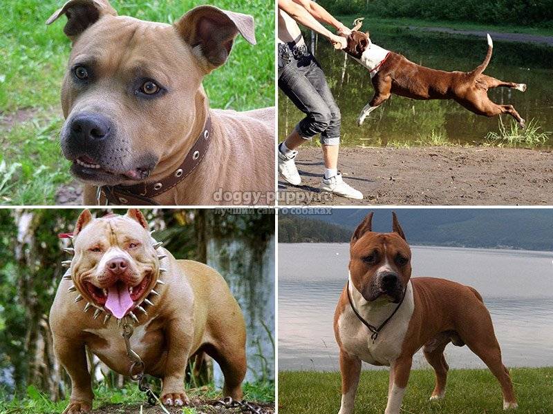 Амстафф и питбуль - отличия, фото собак, сравнение пород