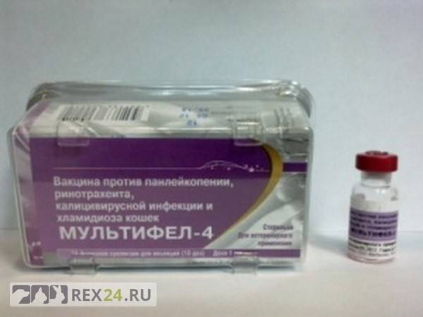 Российская вакцина для кошек. Мультифел-4, вакцина для кошек. Мультифел 6 вакцина для кошек. Мультифел 8 для кошек. Вакцина Мультифел для собак.