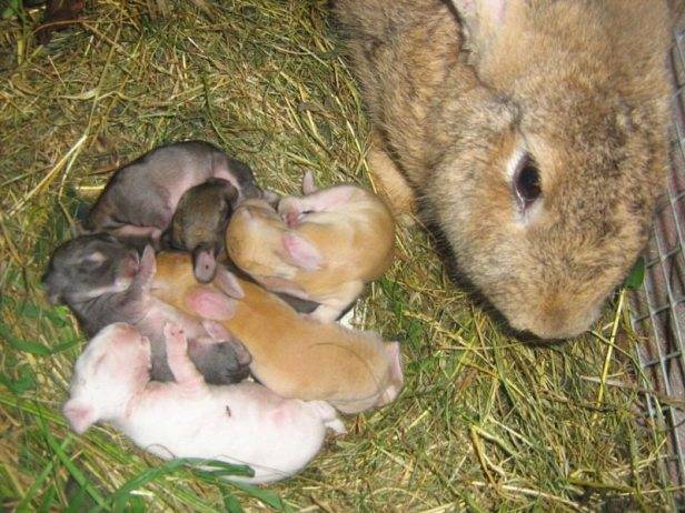 Интересные факты о домашних кроликах. интересные факты о кроликах. | интересные факты