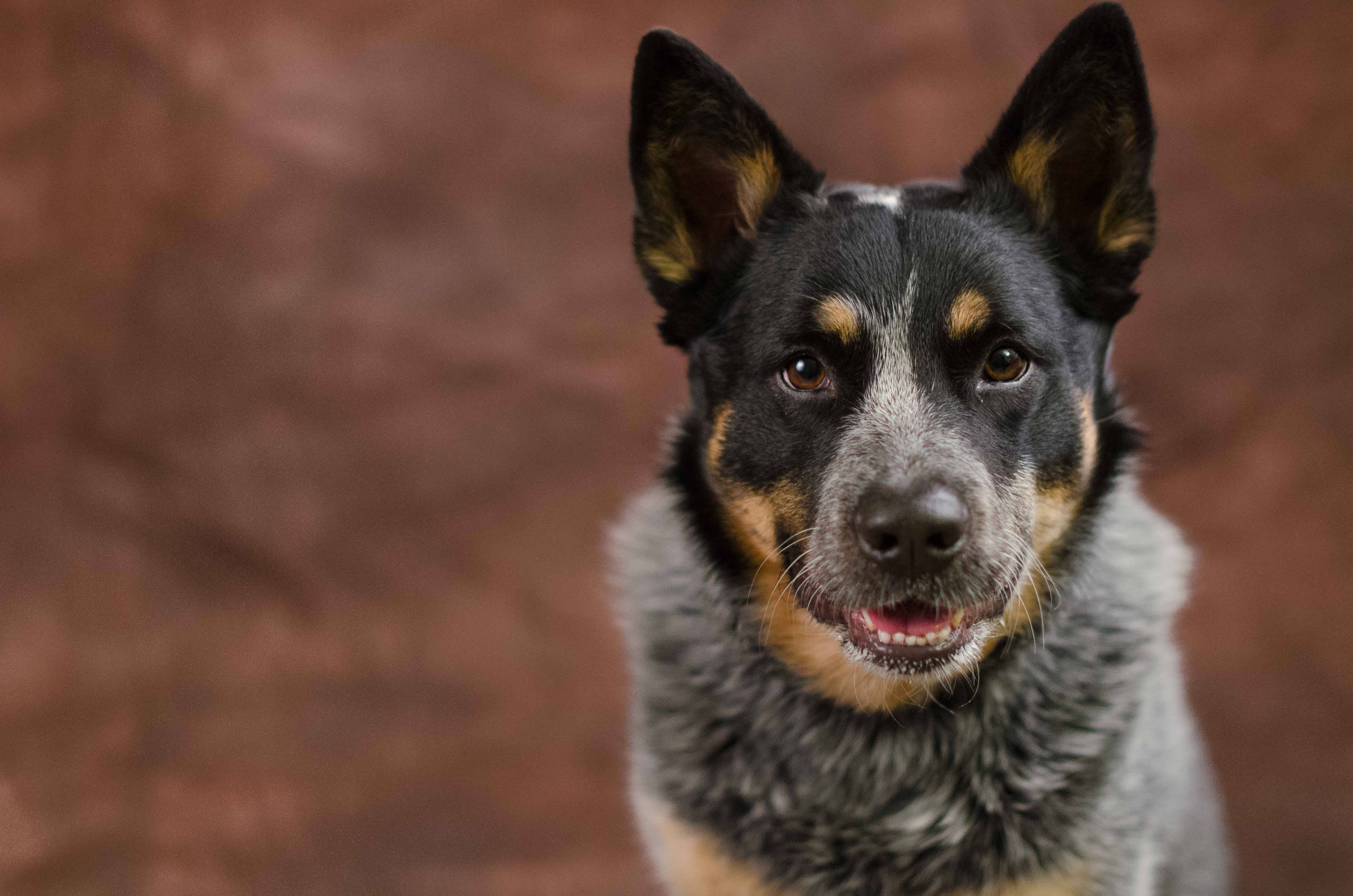 Особенности австралийской пастушьей собаки: стандарт хилеров и другое