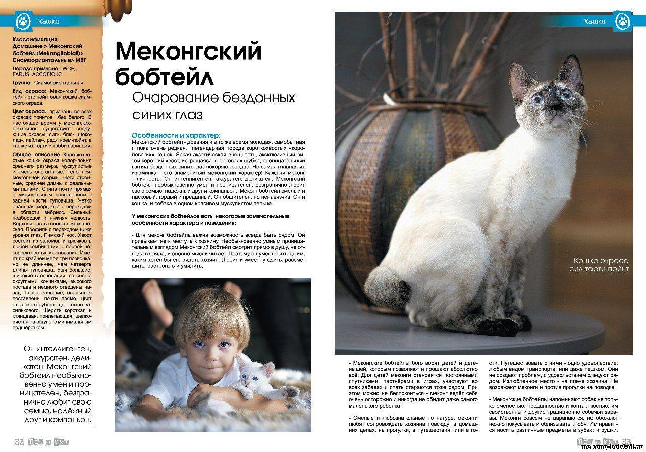 Меконгский бобтейл: описание породы кошек, фото, цена котят