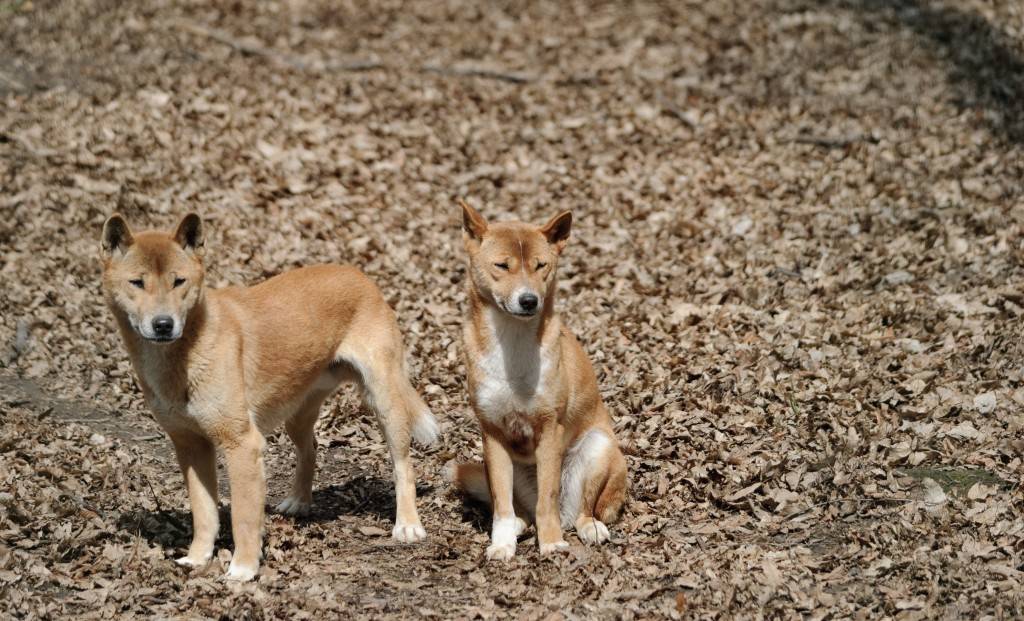 Новогвинейская поющая собака — википедия. что такое новогвинейская поющая собака