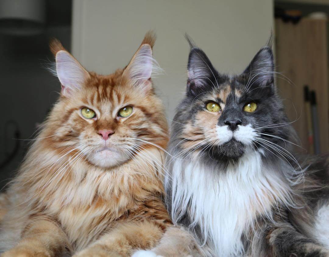 Коты породы мейн кун: описание, характер и повадки, отзывы владельцев