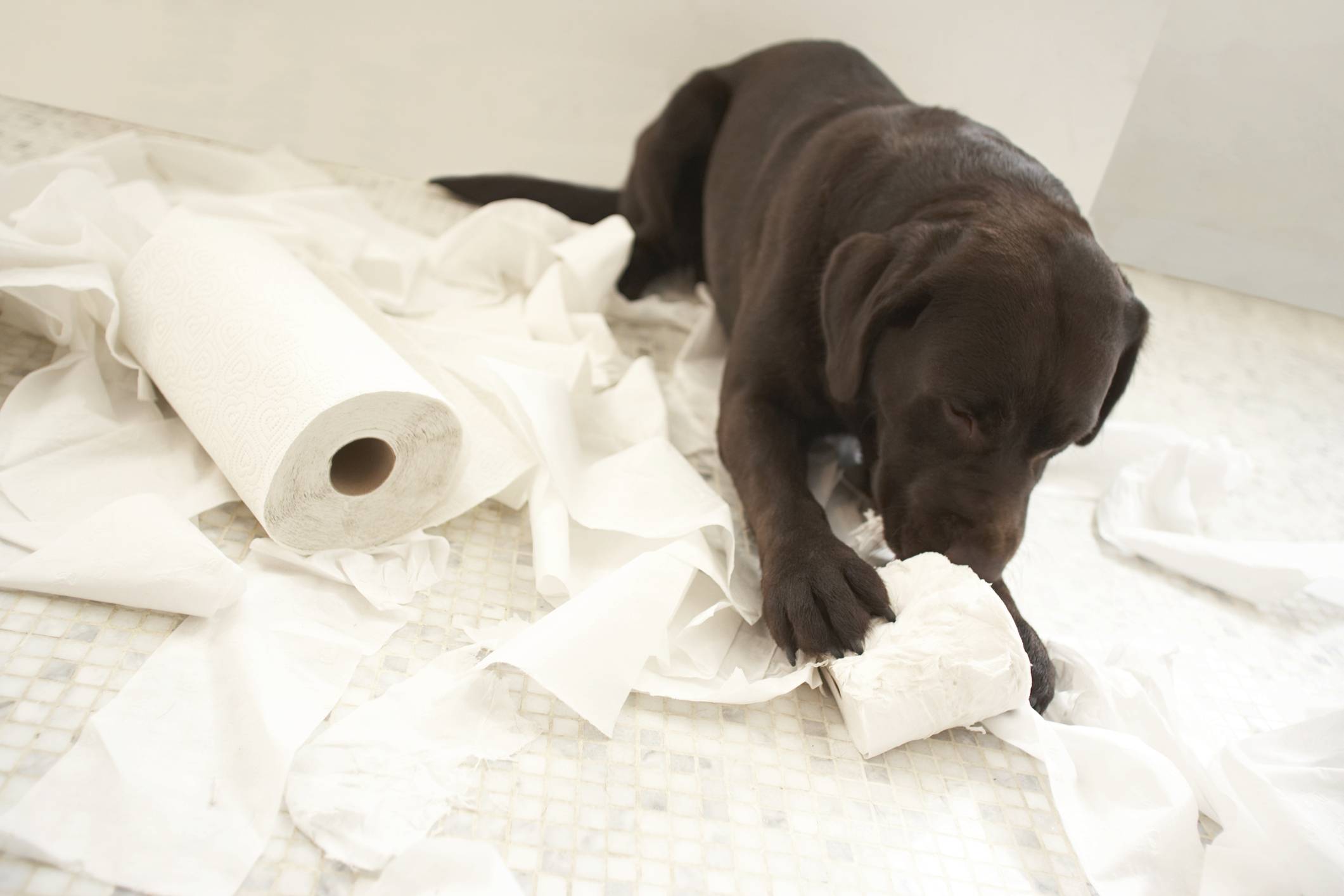 Понос у собаки: лечение в условиях дома или клиники