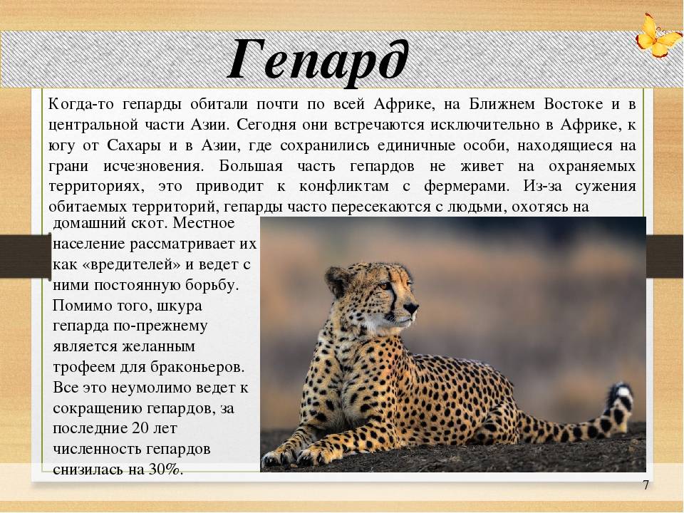 Азиатская леопардовая кошка: описание, характер, среда обитания и образ жизни, фото
