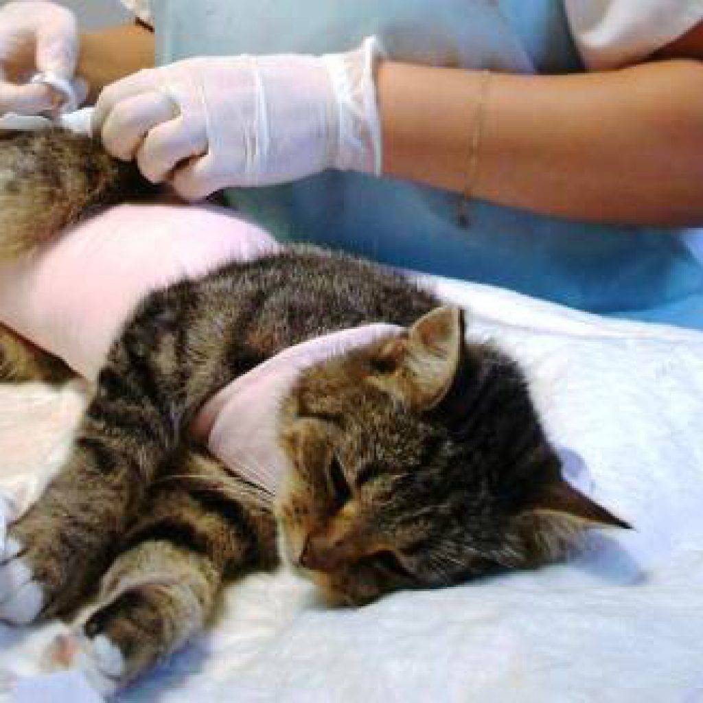 Все самое важное о стерилизации кошек