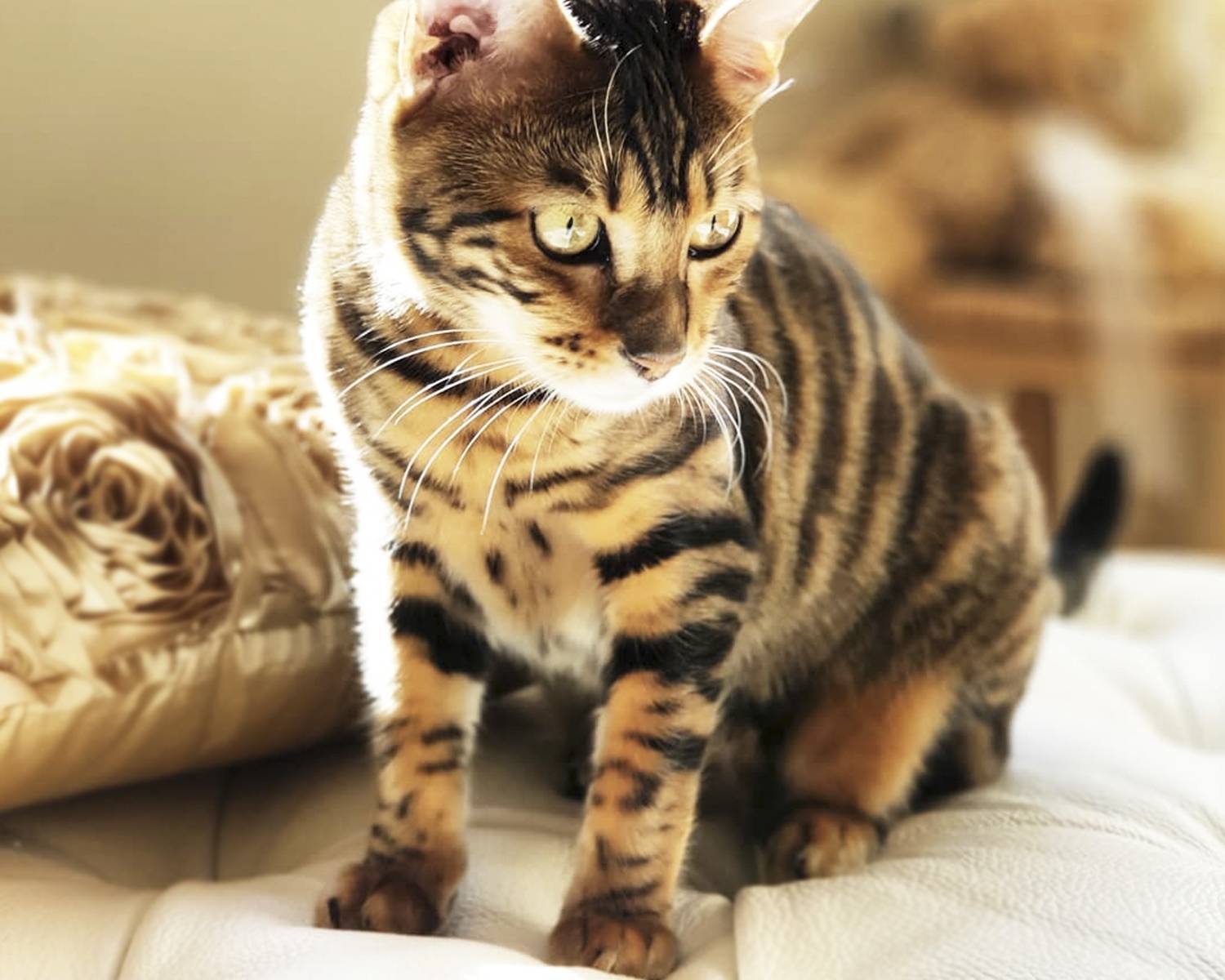 Тойгер: порода кошек, описание, фото, характер, разница с бенгалом, цена в рублях за котят а также сколько стоит взрослый кот