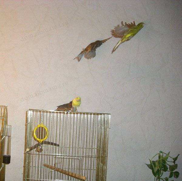 Отличия содержания попугаев от канареек в доме