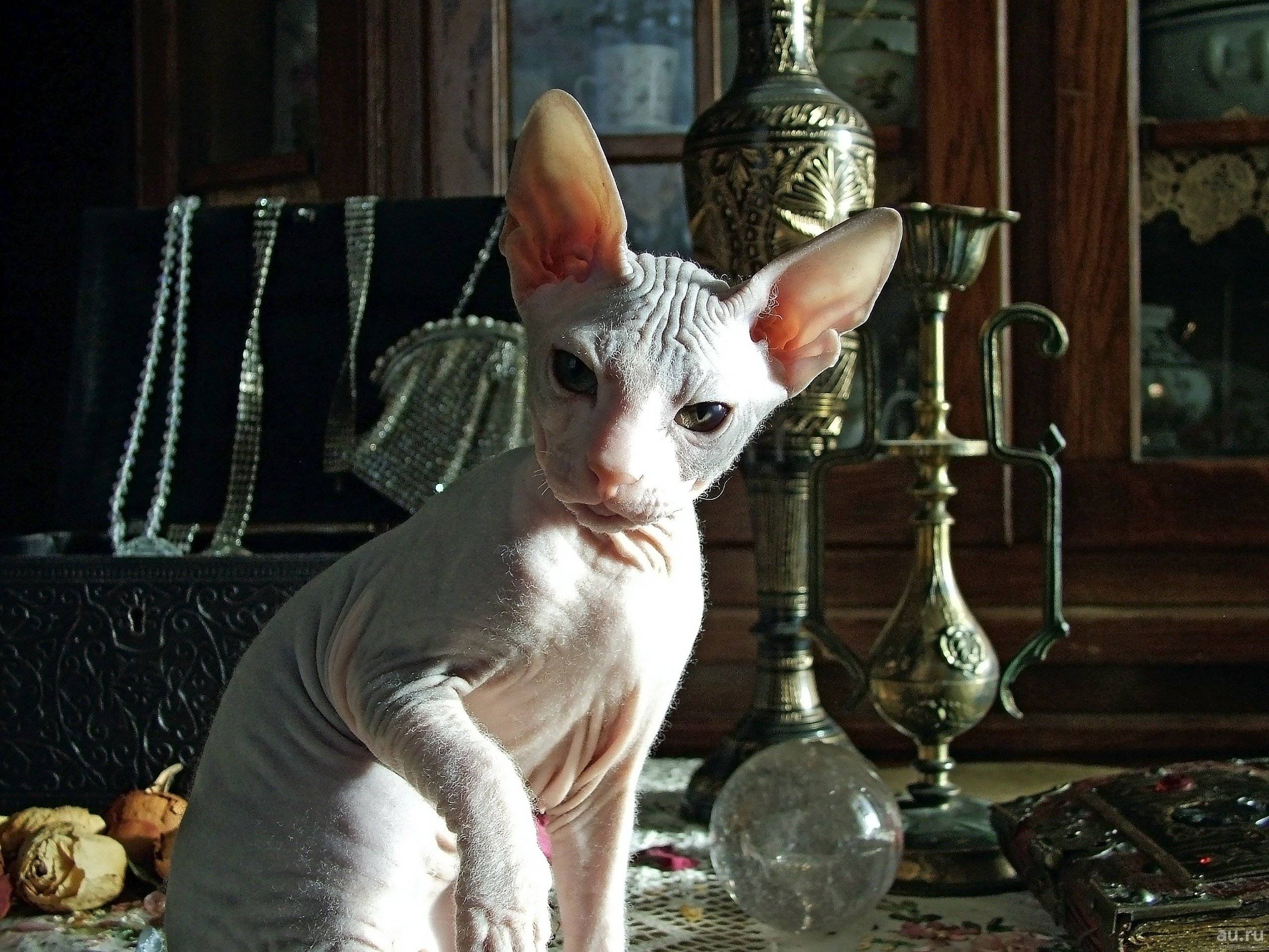Сфинкс кошка: описание породы, внешний вид, характер лысых питомцев, уход и содержание, кормление