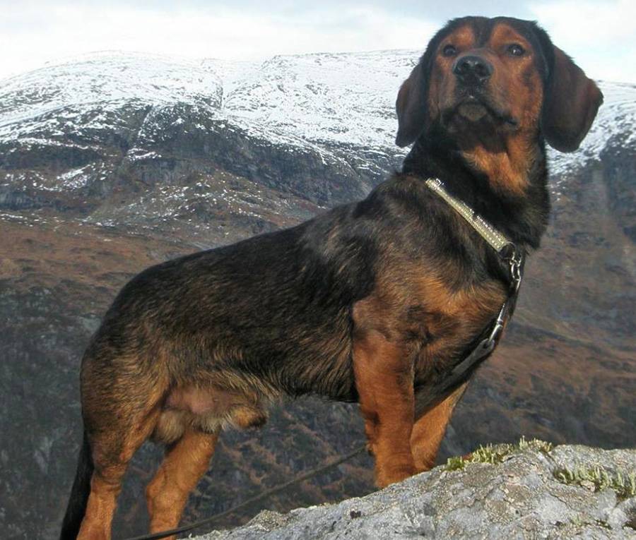 Альпийский таксообразный бракк (alpine dachsbracke) - многопрофильная охотничья собака
