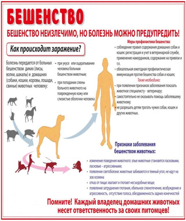 Вирусные инфекции у собак.